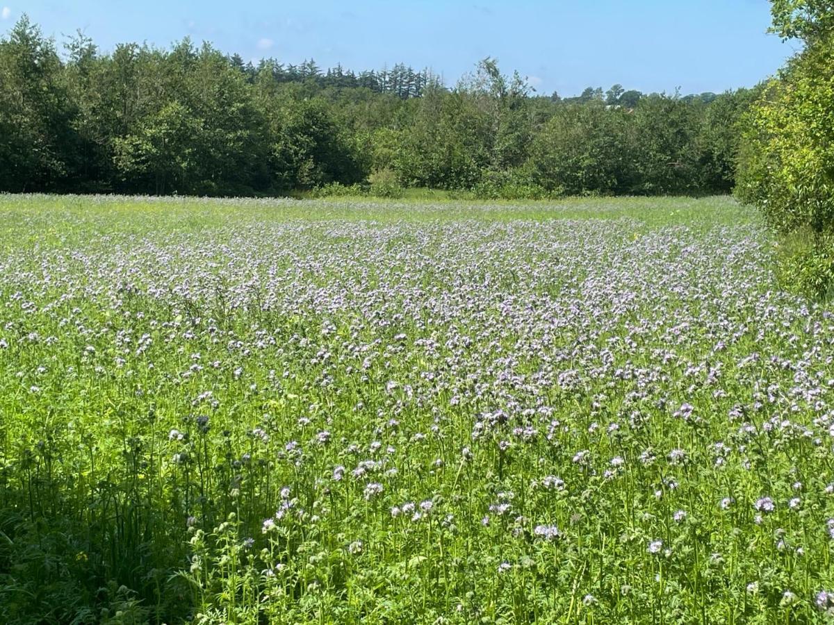 Korsholt-Natur B-B Sindal Zewnętrze zdjęcie